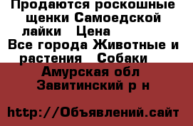 Продаются роскошные щенки Самоедской лайки › Цена ­ 40 000 - Все города Животные и растения » Собаки   . Амурская обл.,Завитинский р-н